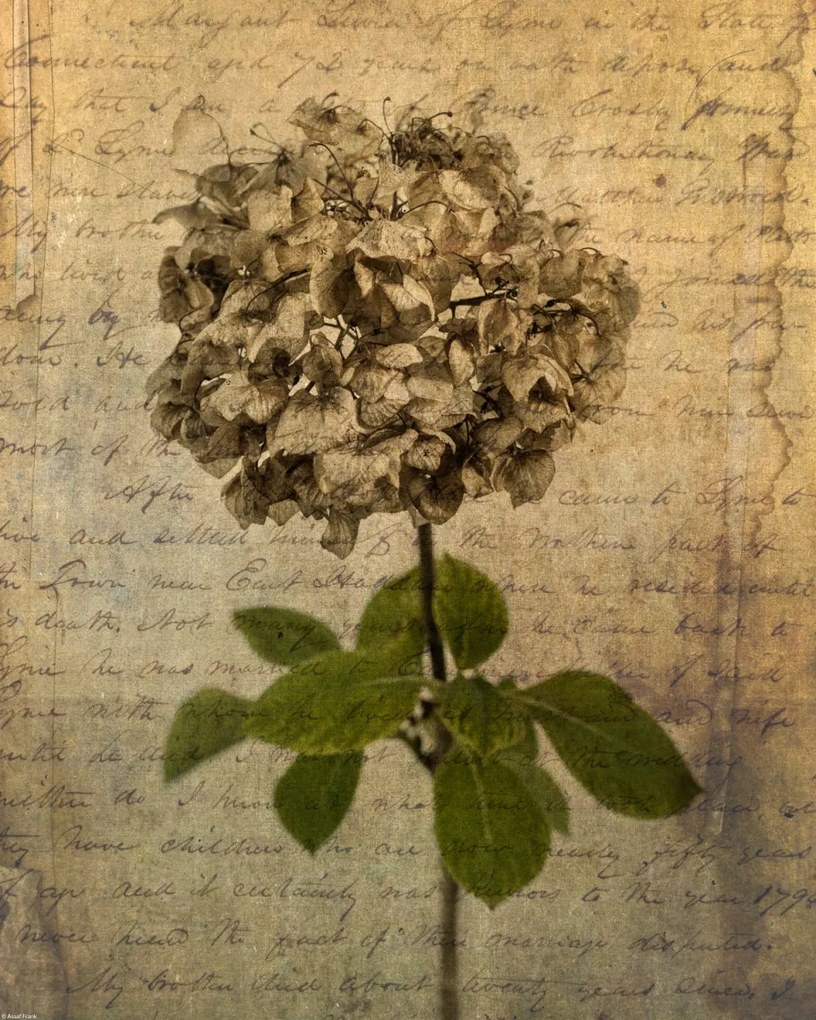 Poszter 40x50cm Egy szárított hortenzia virág, Assaf Frank