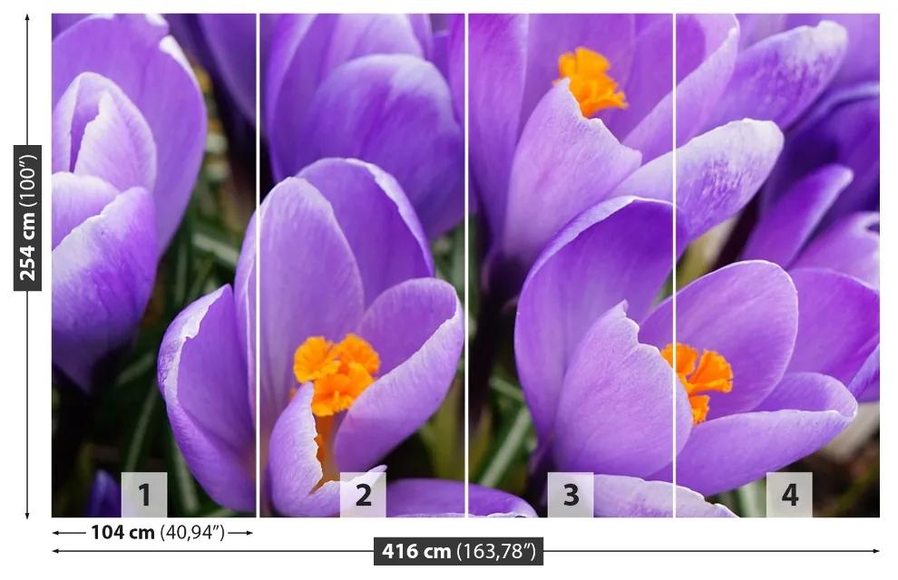 Fotótapéta lila krókuszok 104x70 cm