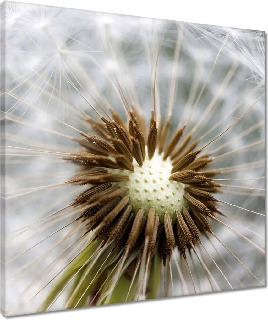 Vászonkép 50x50 Pitypang Virág Virágok