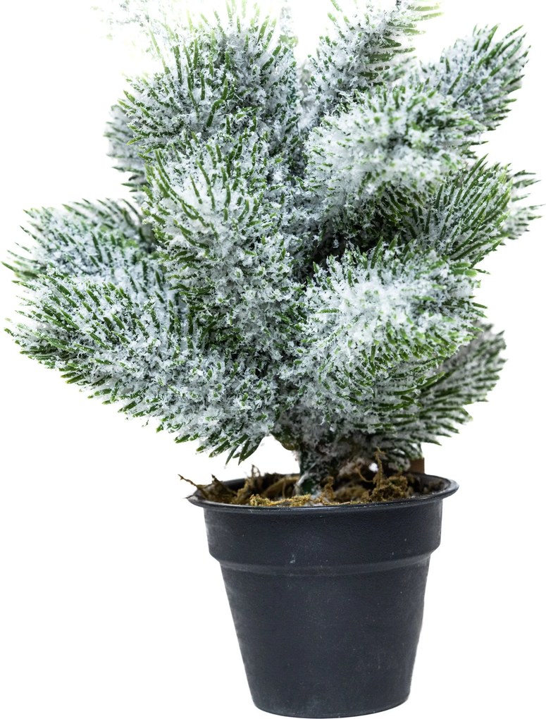 Mini műfenyő cserépben 22 cm Hó nélküli