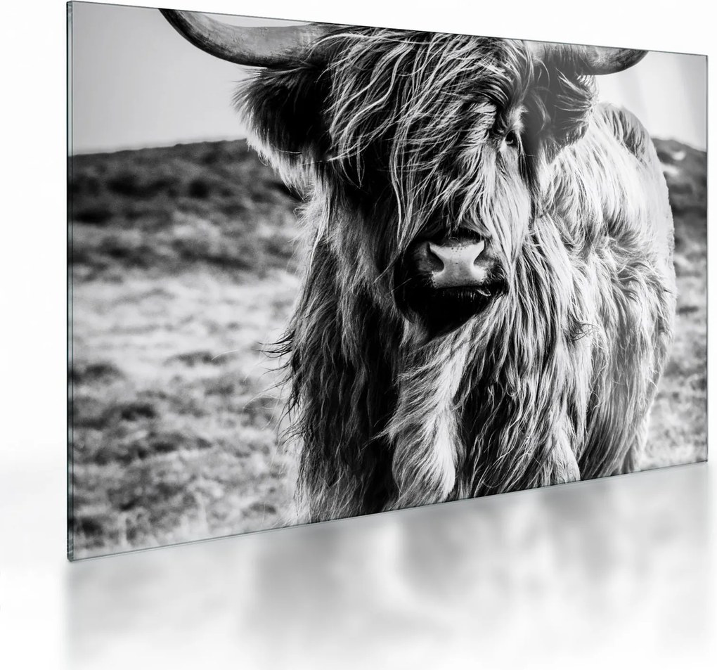 Kép - Highland - skót tehén (üvegen) (70x50 cm)