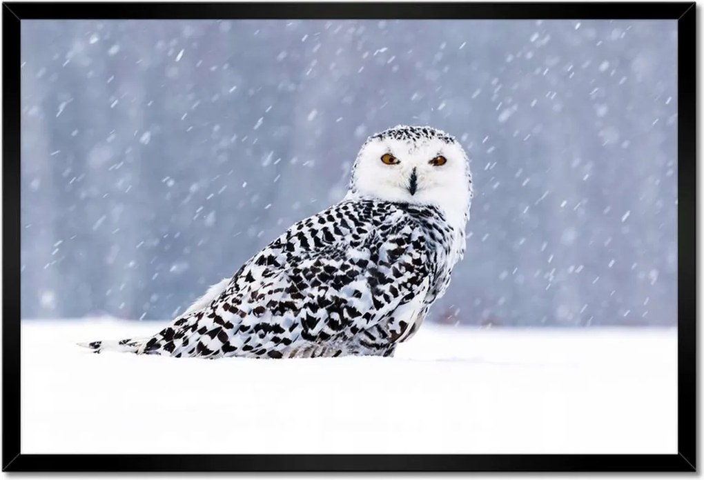 Poszterek keretben 60x40 Madarak