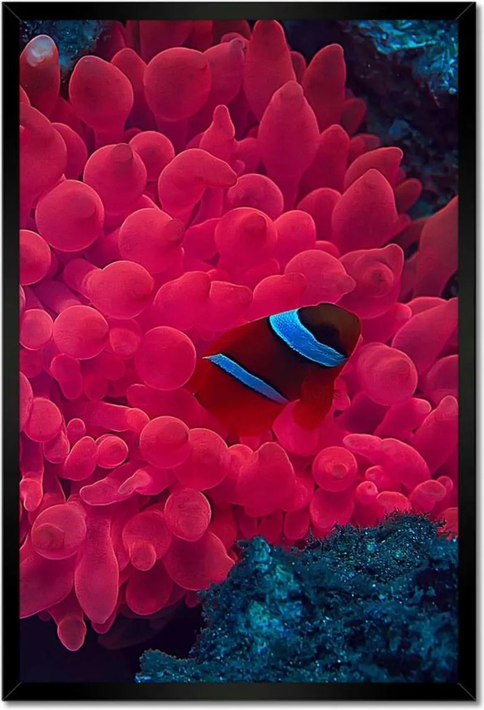 Poszterek keretben 40x60 Vad természet a tengerben