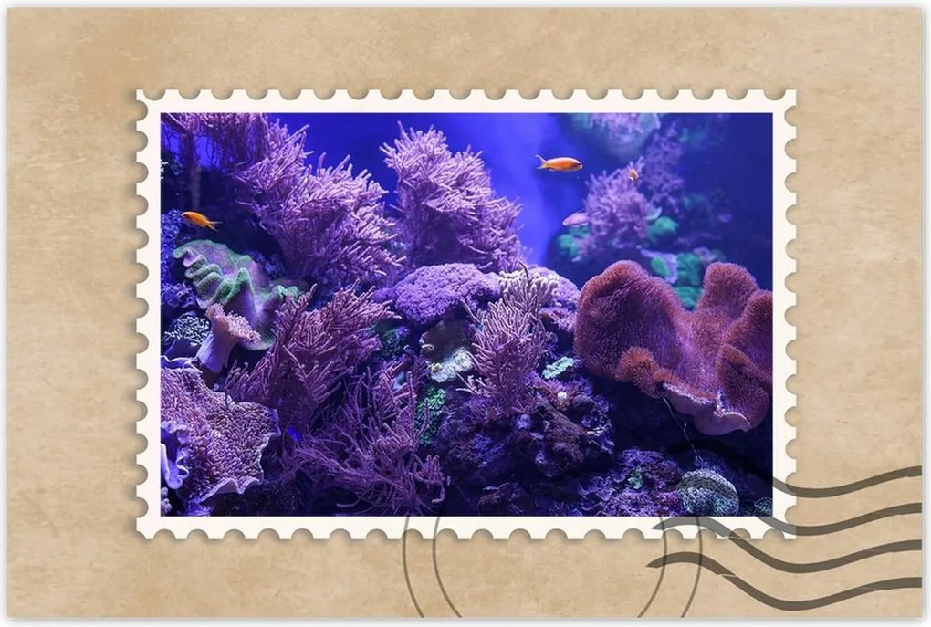 Poszterek 90x60 Víz alatti tengeri világ