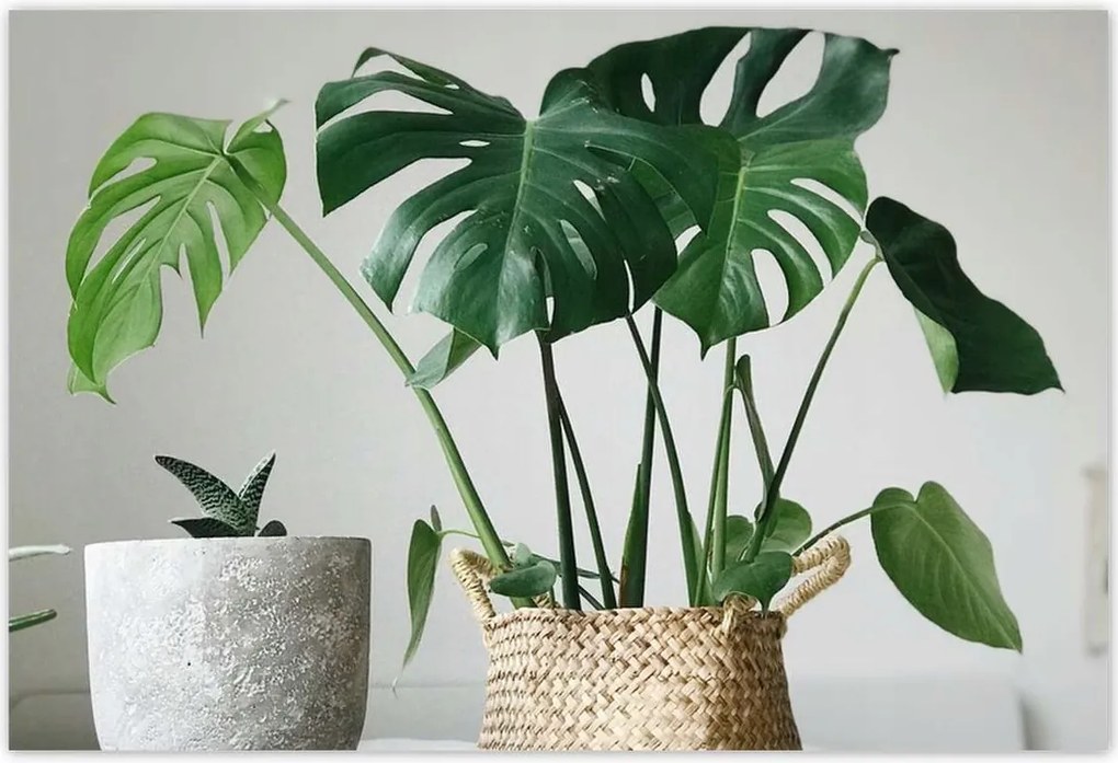 Poszterek 200x135 Mosnter levelek lyukas