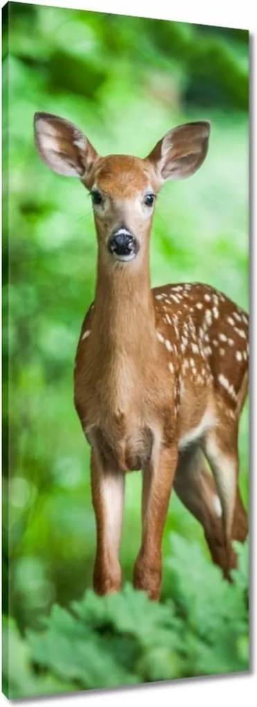 Vászonkép 40x100 Szarvas az erdőben Erdő