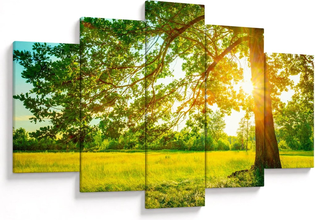 Kép - Sunny Forest (150x105 cm)