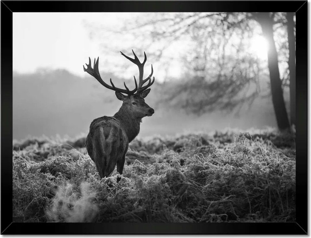 Poszter keretben 40x30 Fekete-fehér szarvas