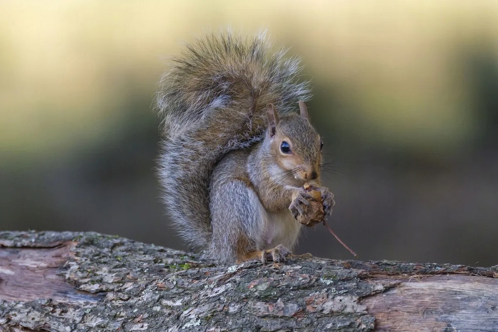 Poszter 91,5x61cm Diót evő mókus, Assaf Frank