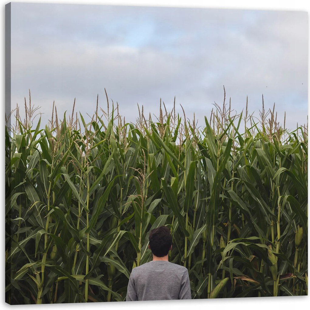 Vászonkép Természet Kukoricamező 60x60 cm