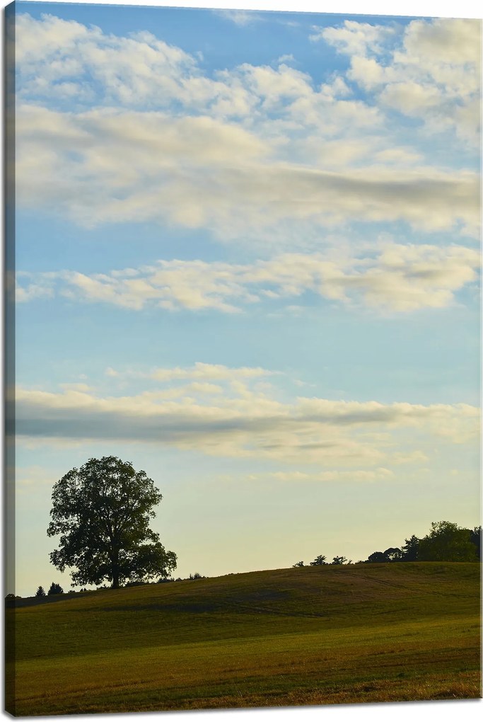 Vászonkép Természet Fa a réten 40x60 cm