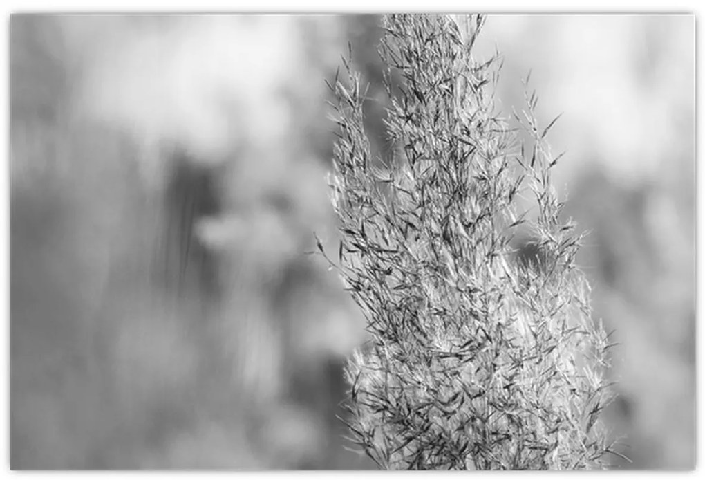 Kép - Boho pampafű (90x60 cm)
