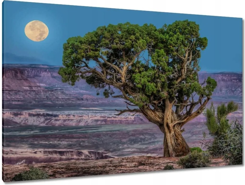 Festmények 120x80 Kilátás Tájkép