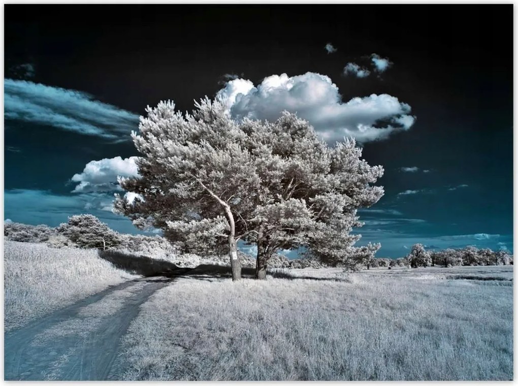 Poszterek 135x100 Fenséges fa