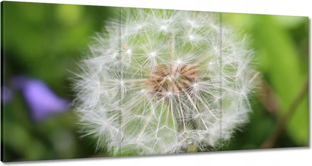 Vászonkép 120x60 Pitypang Virág Virágok