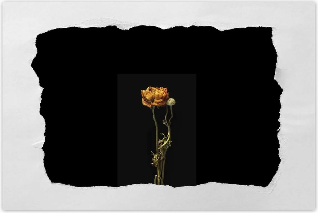 Poszterek 90x60 Szárított piros pipacs