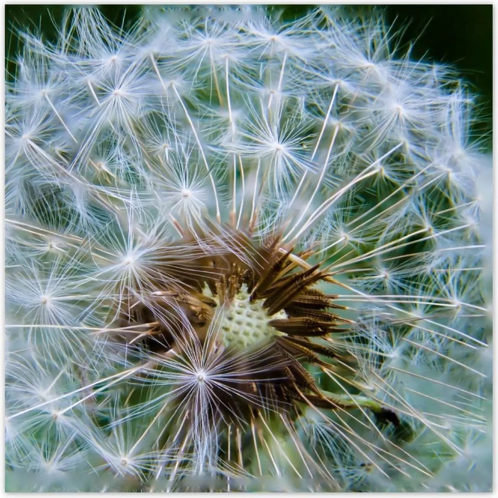 Poszterek 100x100 Pitypang Virág Virágok