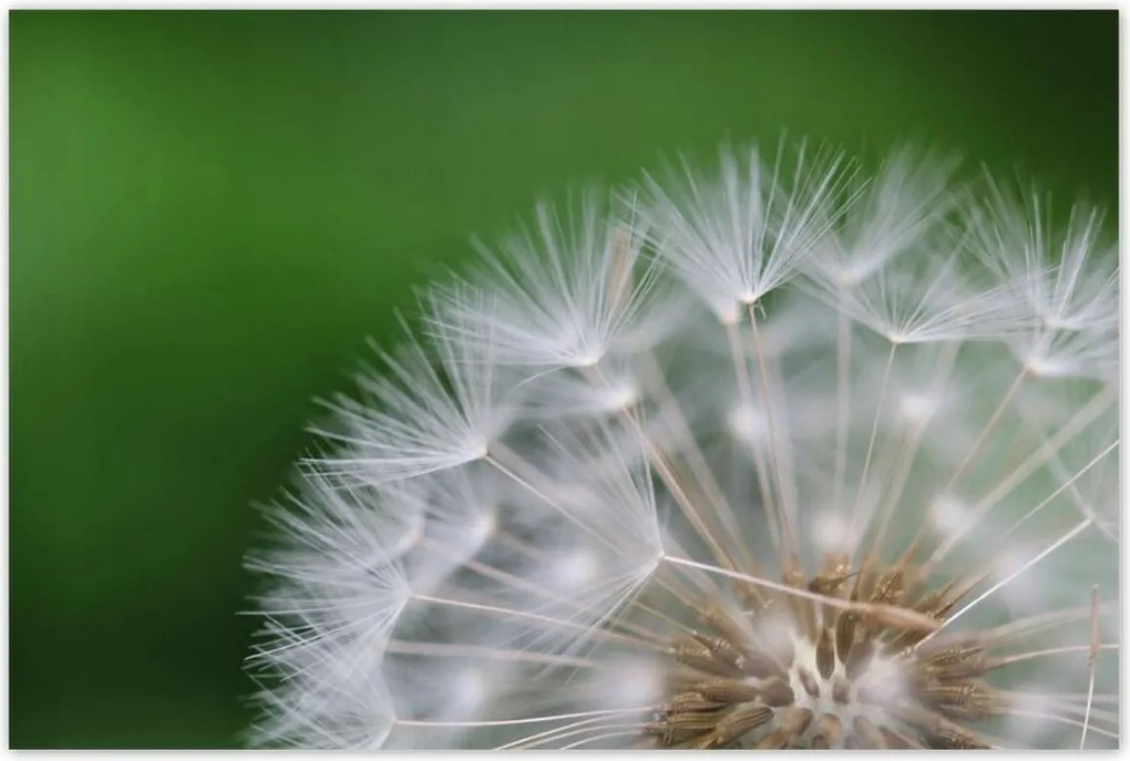 Poszterek 120x80 Pitypang Virág Virágok