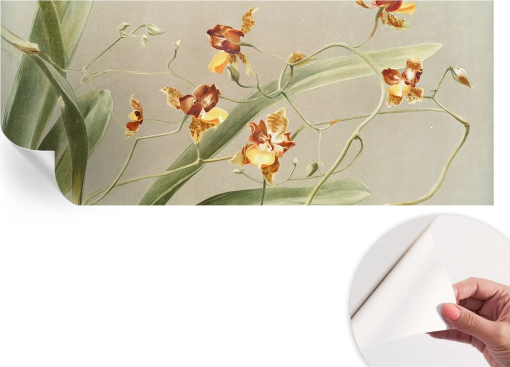 Divatos öntapadós fali tapéta Orchidea klasszikus 250x104 cm