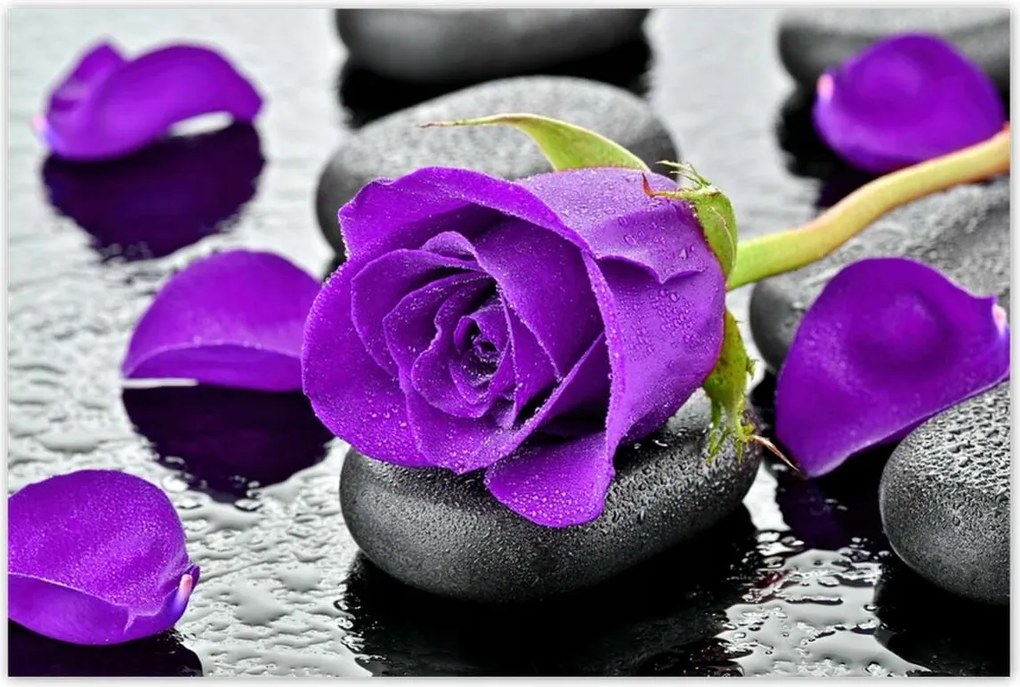 Poszterek 120x80 Lila rózsa kövek
