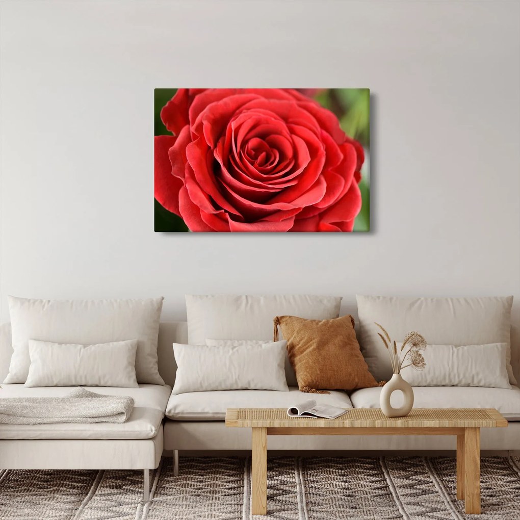 Egy rózsa virág képe (90x60 cm)