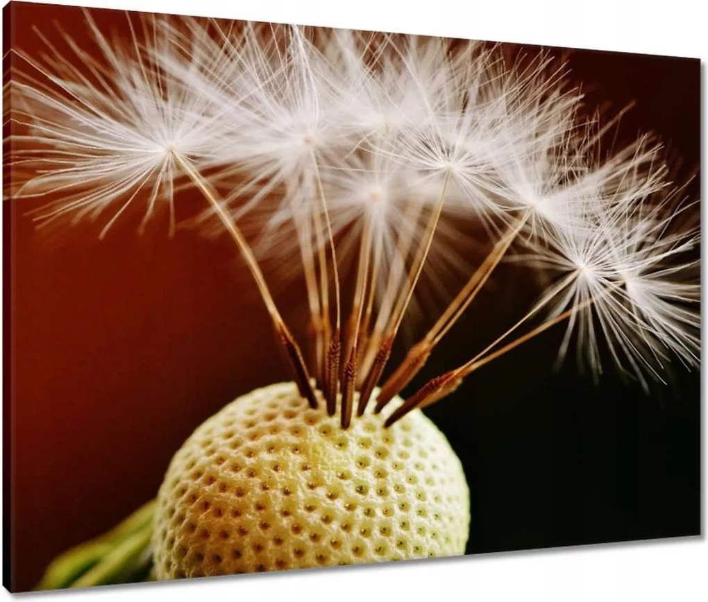 Vászonkép 80x60 Pitypang Virág Virágok