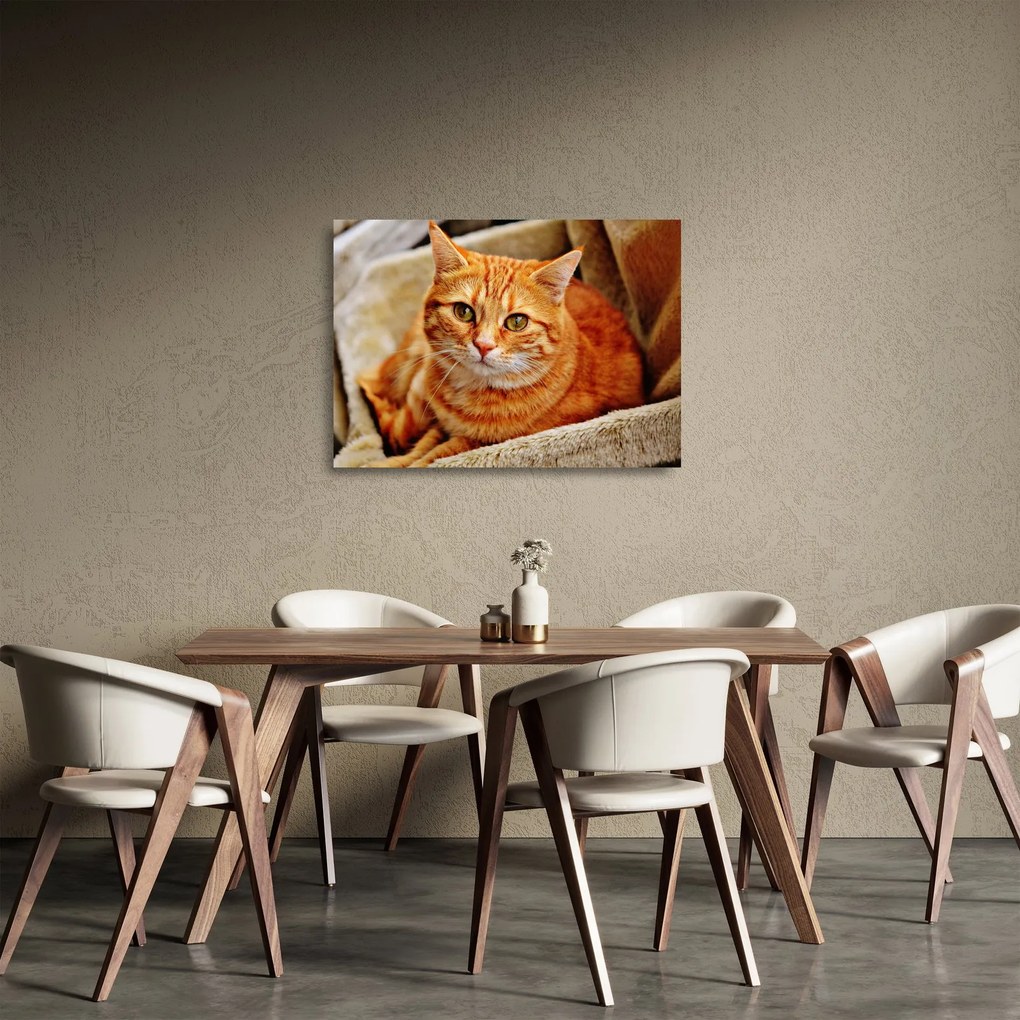 Egy fekvő macska képe (üvegen) (70x50 cm)