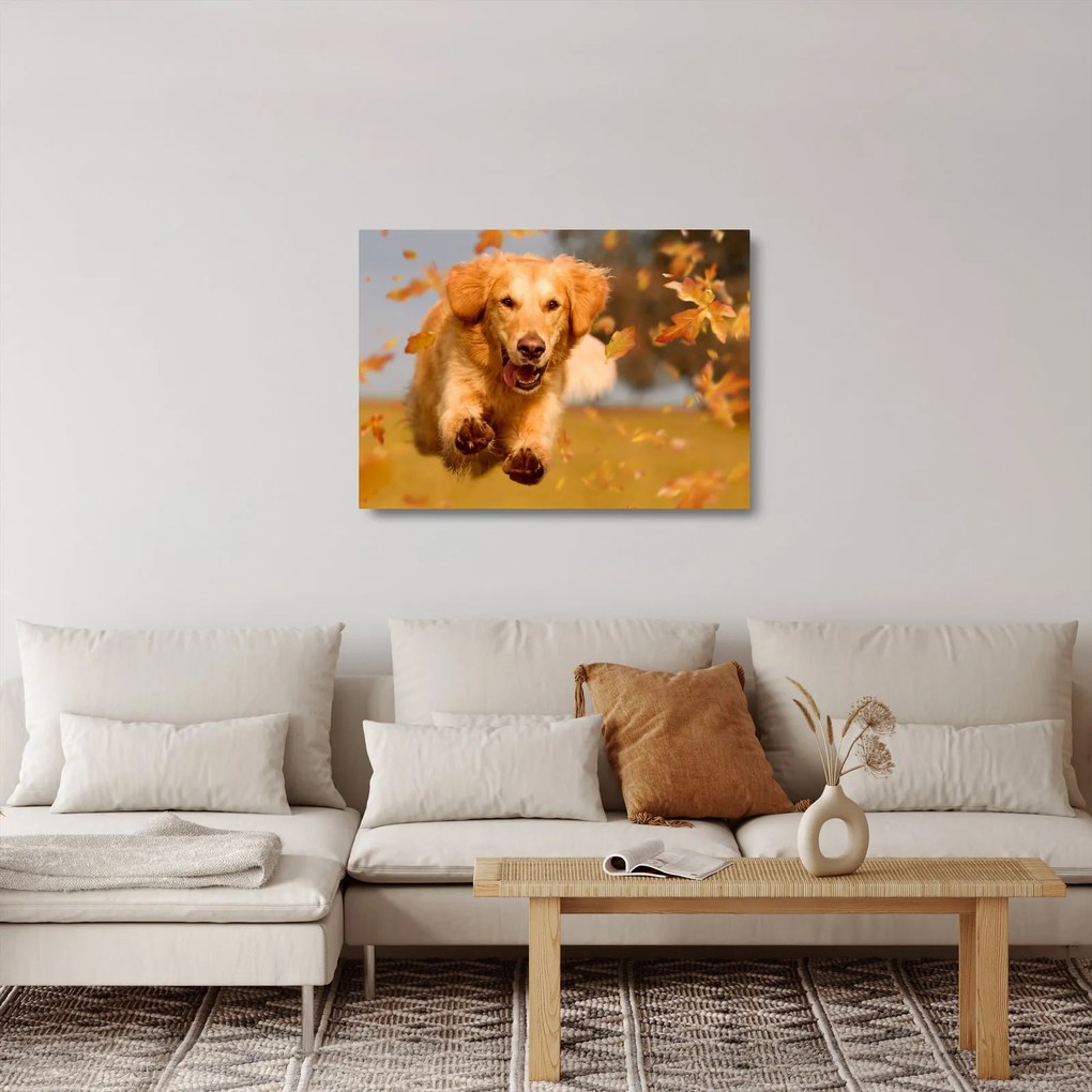 Üveg kép - Golden Retriever (70x50 cm)