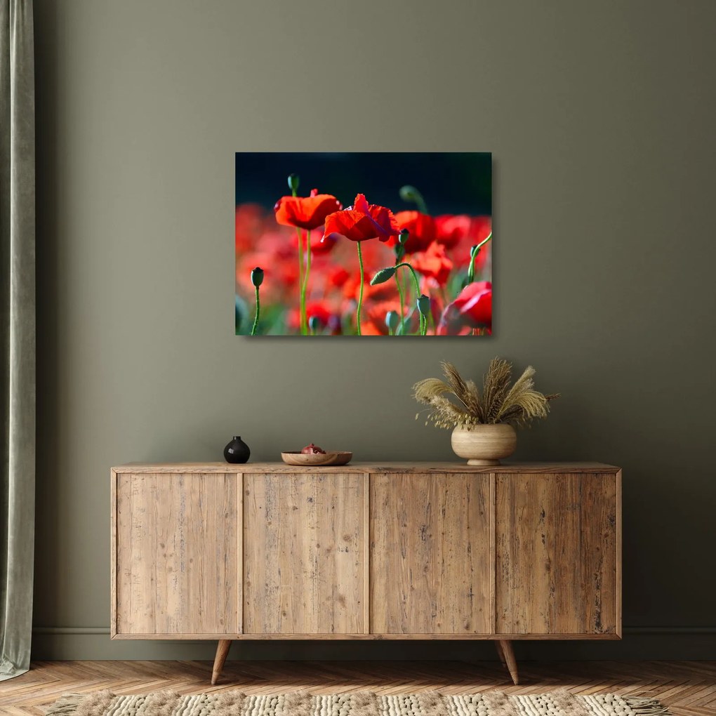 Kép - pipacsok (üvegen) (70x50 cm)