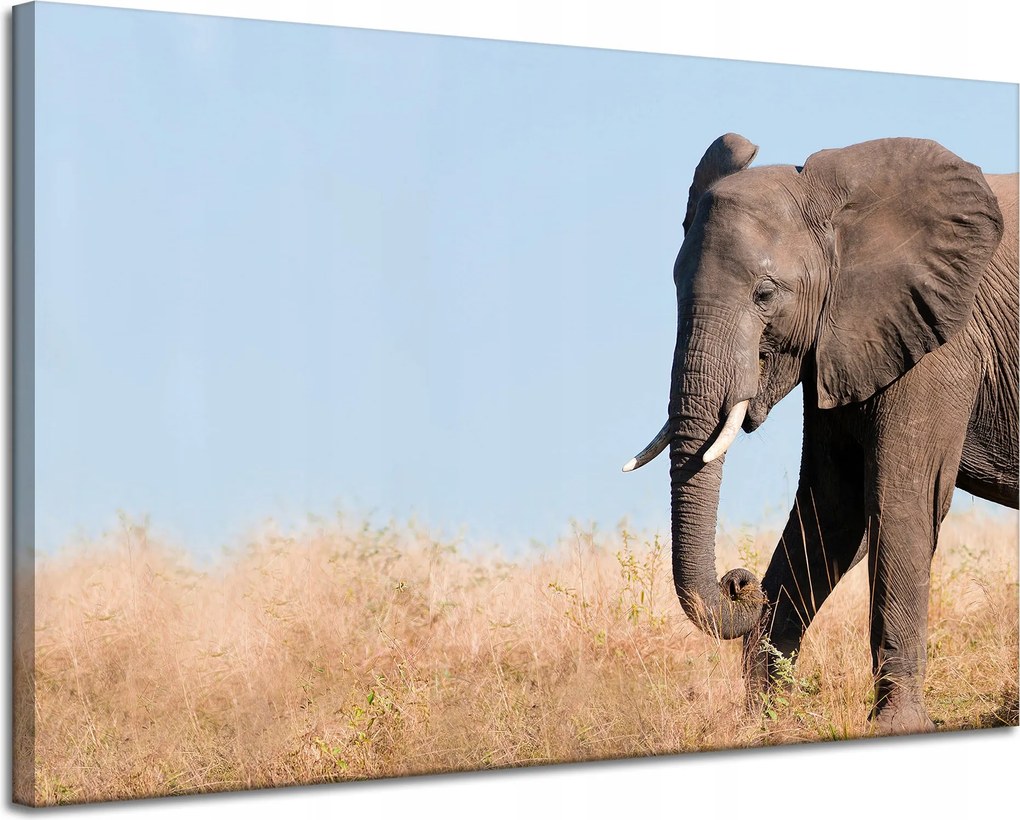 Vászonkép Szürke Nagy Elefánt Trombita Szavanna Meleg 120x80 cm