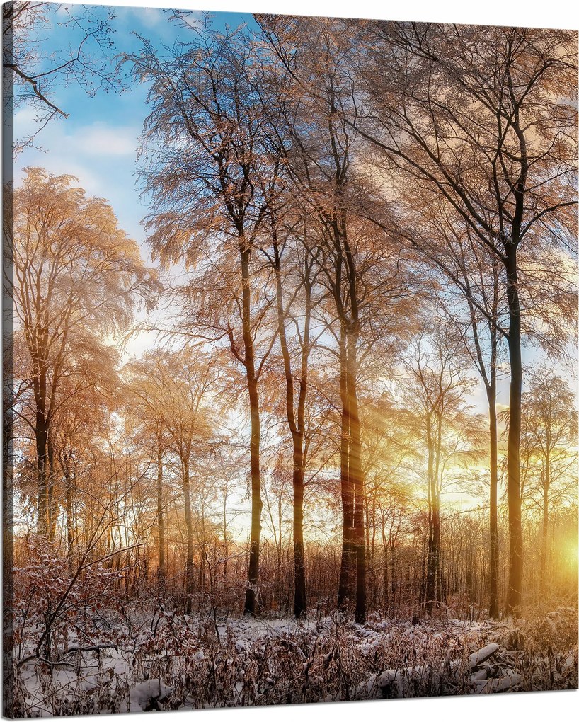 Vászonkép Fák Tél Felkelő Nap 80x100 cm