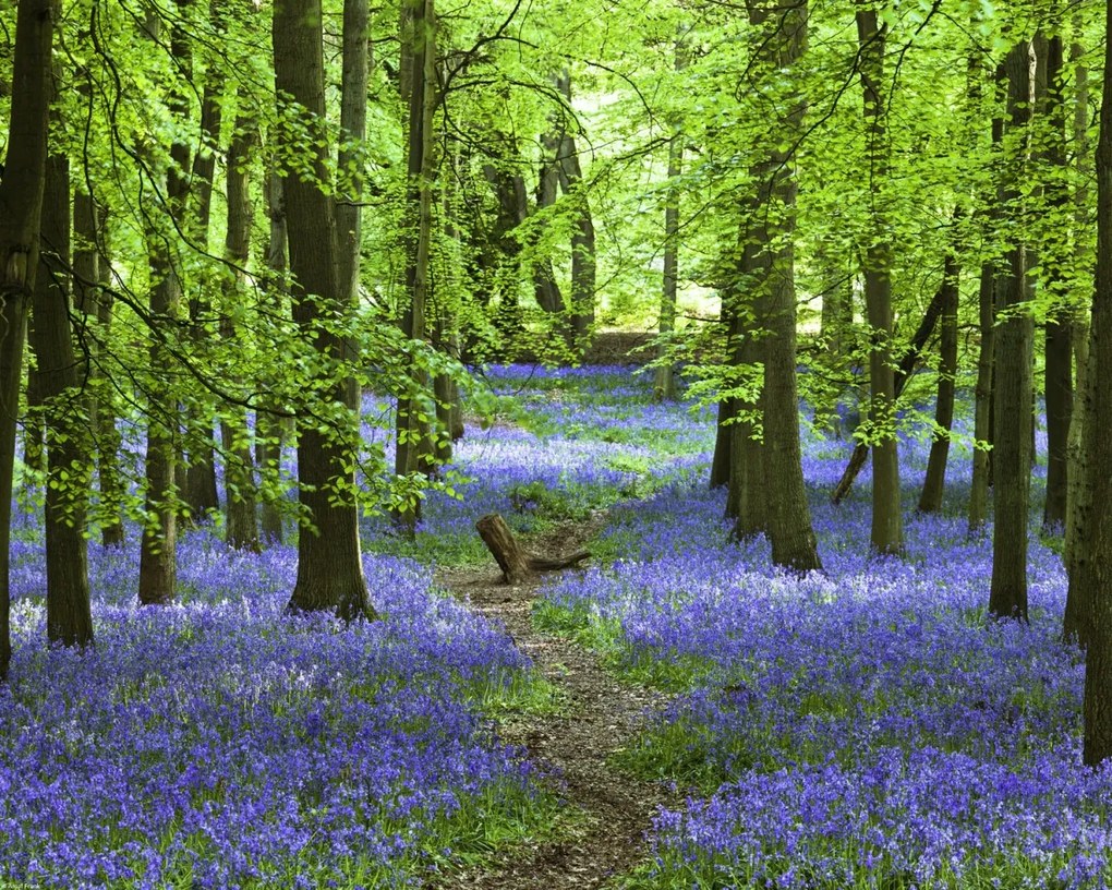 Poszter 50x40cm Ösvény az erdőben Bluebell, Assaf Frank
