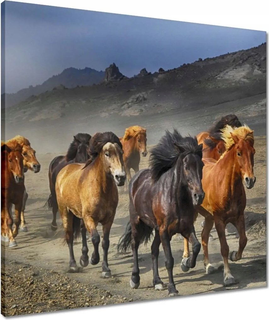 Vászonkép 60x60 Vadlócsorda