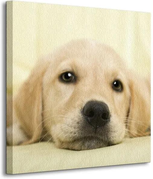 Vászonkép Labrador kutyakölyök Coelfen Elisabeth 40x40cm CKS0715