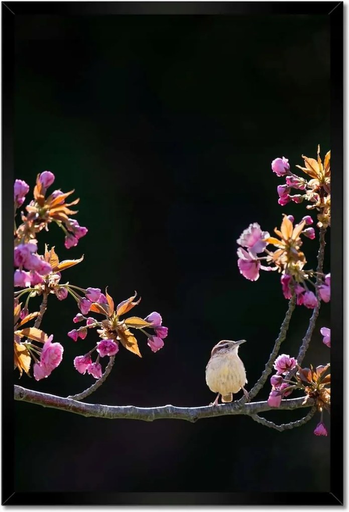 Poszterek keretben 40x60 Madarak