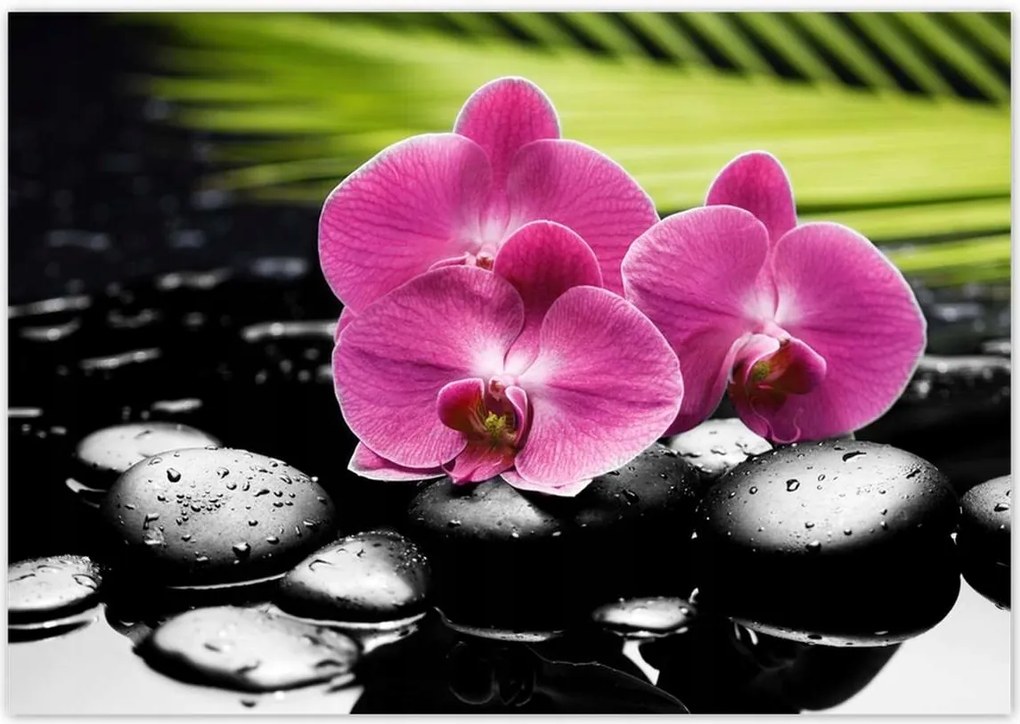 Poszterek 100x70 Spa Kövek és leanderek