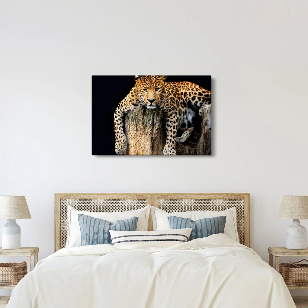 Kép - Gepárd (90x60 cm)