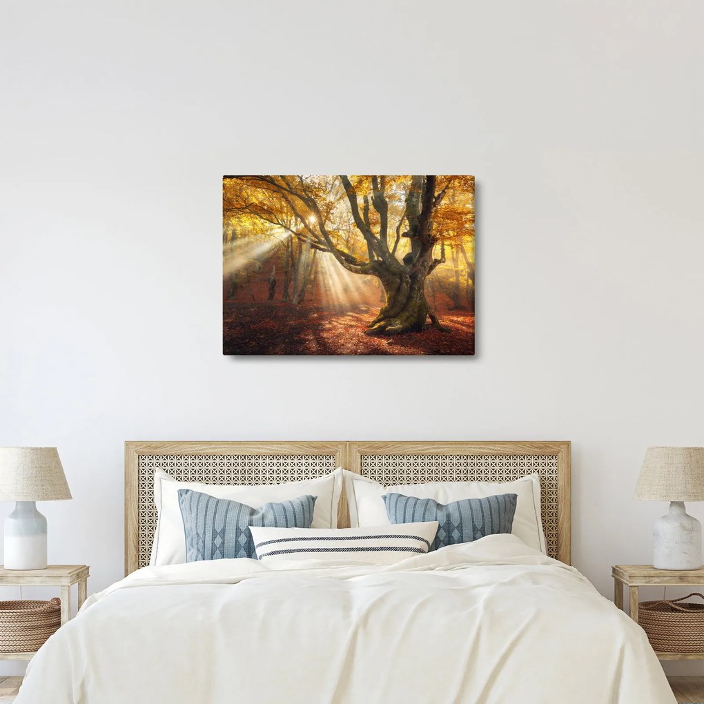 Kép - Őszi fény (70x50 cm)