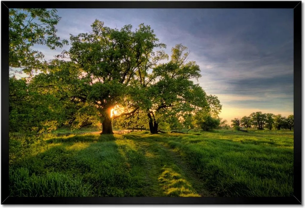 Poszterek keretben 60x40 Rogalin tölgyek