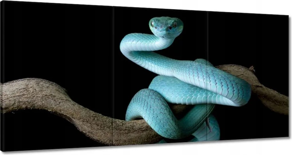 Vászonkép 60x30 Kék vipera kígyó
