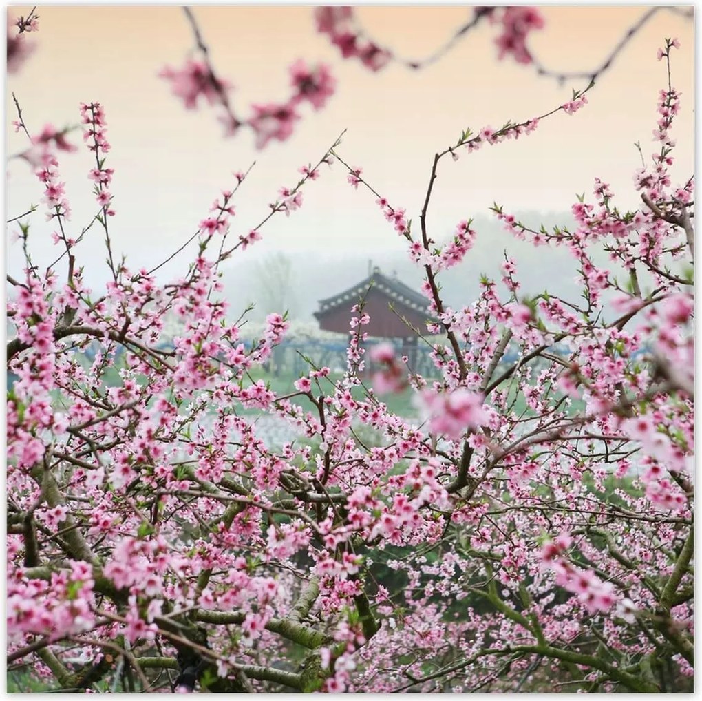 Poszterek 100x100 Japán Orient Buddhizmus