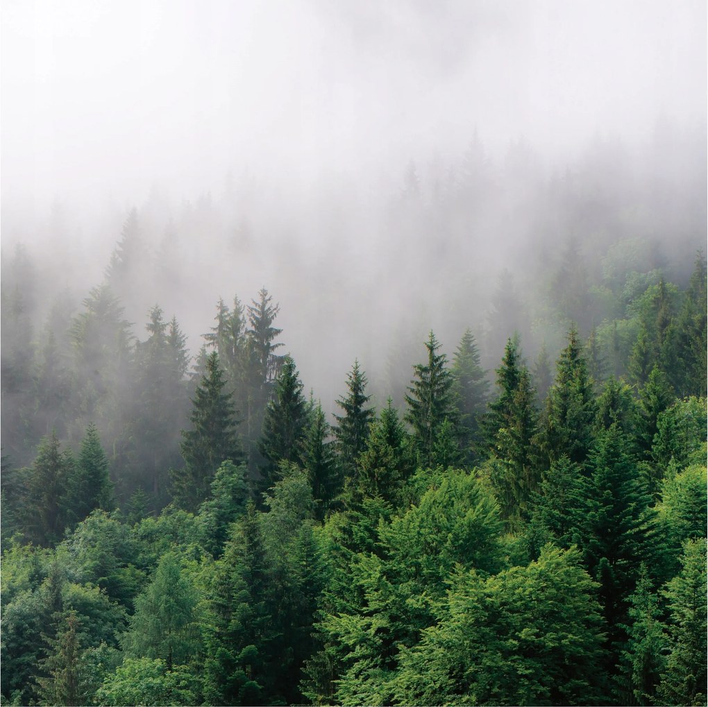 Fotótapéta Méretre Erdő a ködben 3D Fák Ragasztó