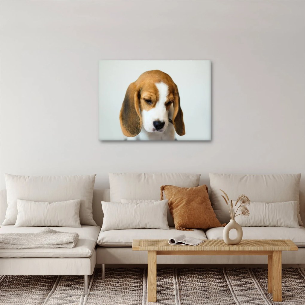 Beagle képe (70x50 cm)