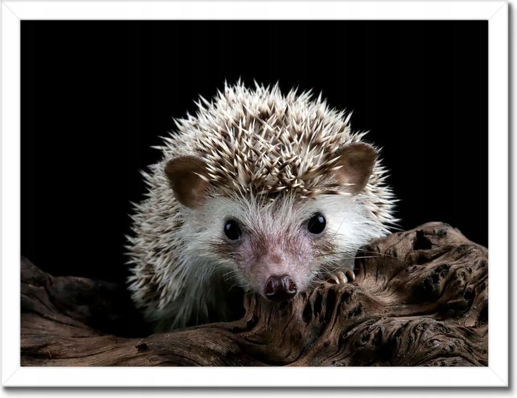 Poszterek keretben 40x30 Okos sündisznó az ágon