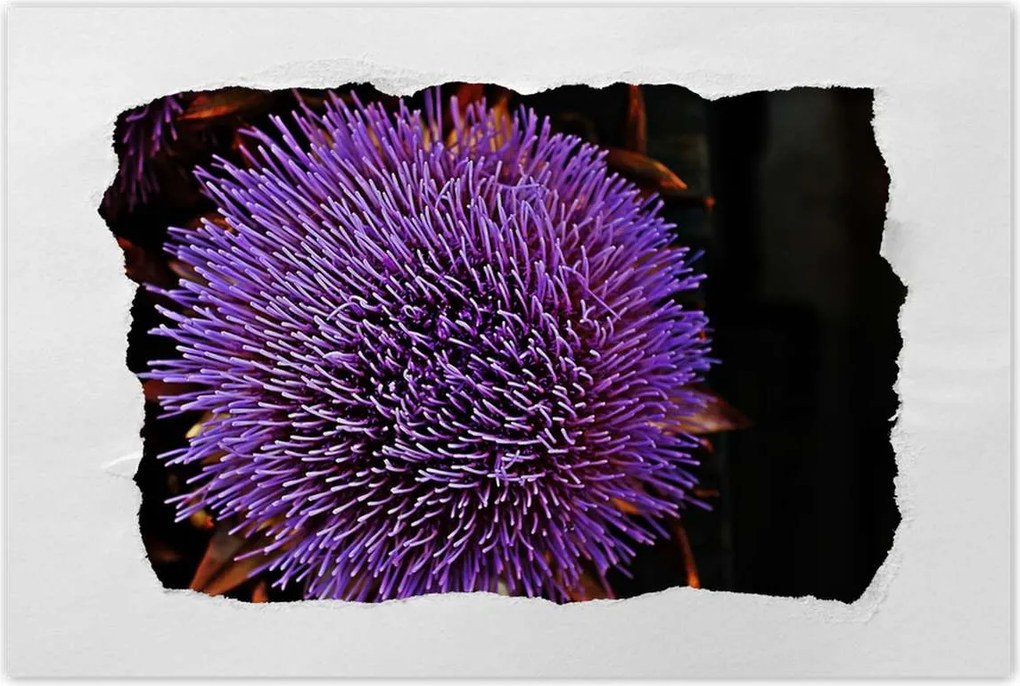 Poszterek 90x60 Virág Lila Csipkebogyó