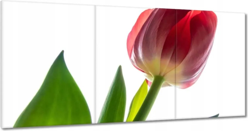 Vászonkép 180x90 Piros tulipán Virág