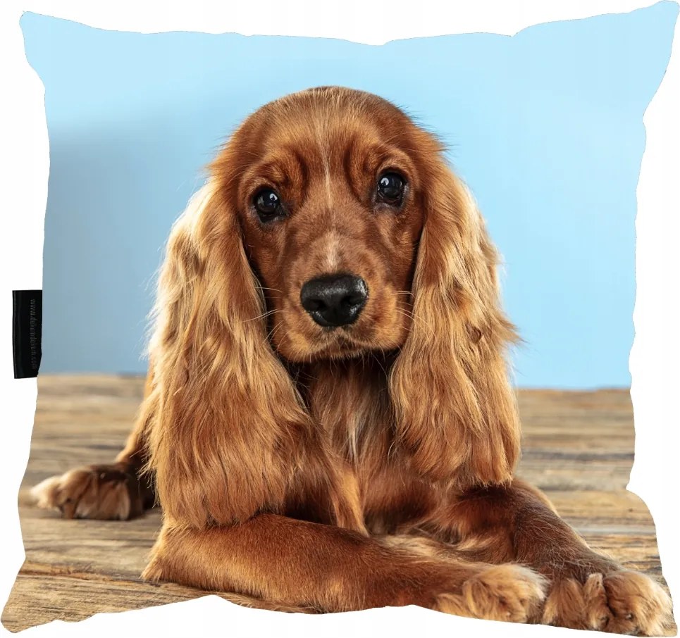 Spániel Kutyapárna 40x40 Ajándéknak Is tökéletes