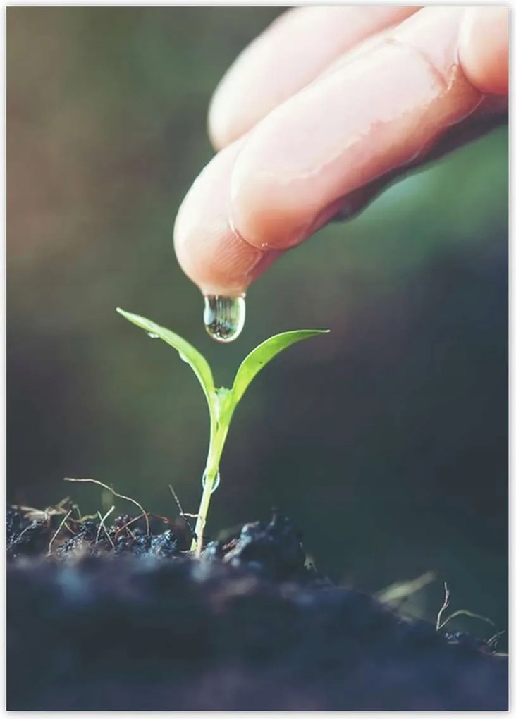 Poszterek 50x70 Palánta növény csepp