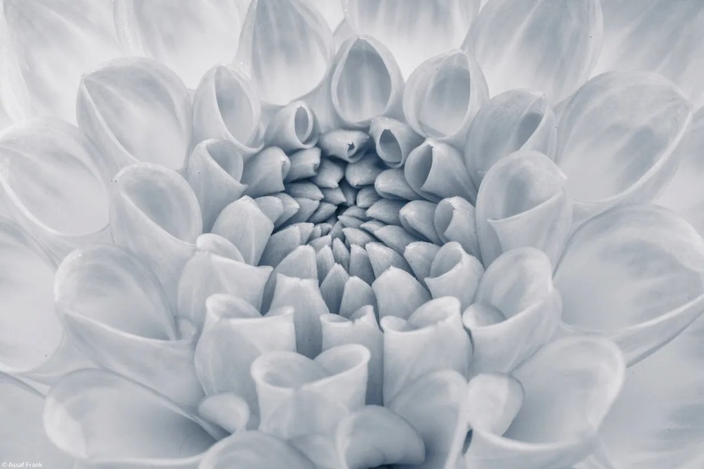 Poszter 30x20cm Dália virág 2, Assaf Frank