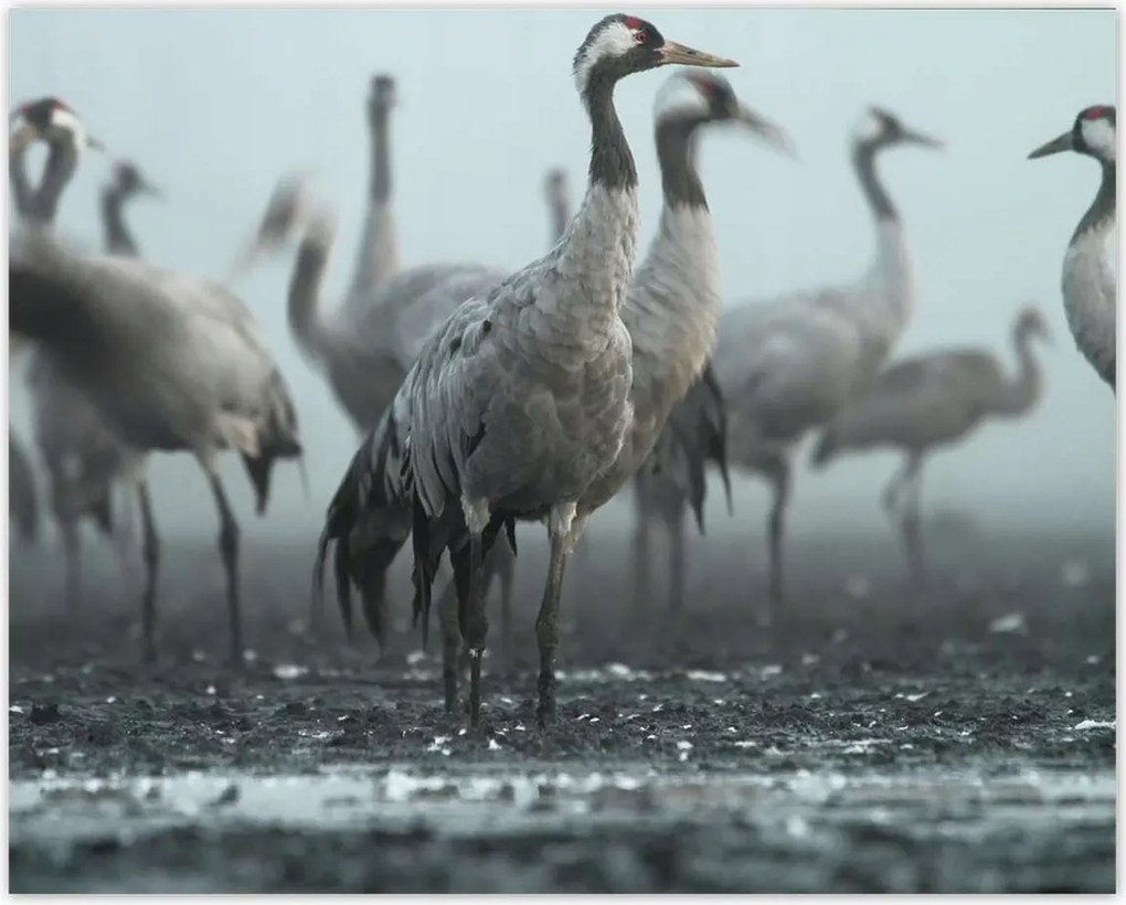 Poszterek 50x40 Darvak a ködben